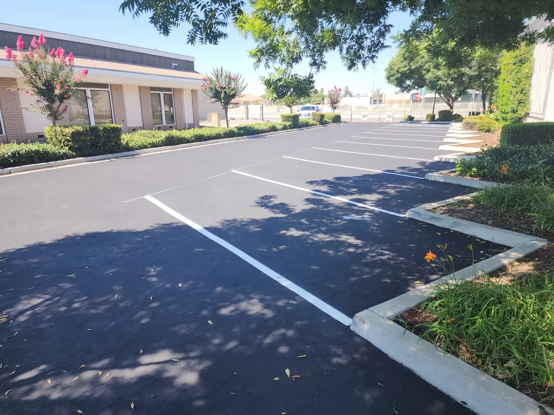 Freshly resurfaced commercial parking lot with smooth black asphalt and crisp white parking line striping, lined with trimmed hedges and flowering crape myrtle trees